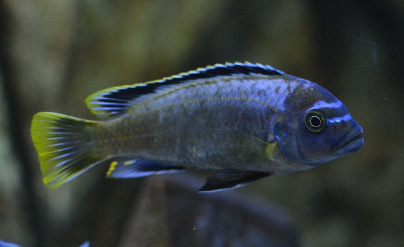 Maylandia sp. 'msobo' Magunga